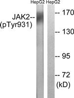 Phospho-JAK2 (Tyr931) Antibody in Western Blot (WB)