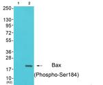 Phospho-Bax (Ser184) Antibody in Western Blot (WB)