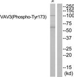 Phospho-VAV3 (Tyr173) Antibody in Western Blot (WB)