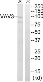 VAV3 Antibody in Western Blot (WB)