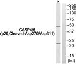 Caspase 4/5 p20 (Cleaved Asp270, Asp311) Antibody in Western Blot (WB)