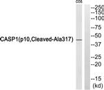 Caspase 1 p10 (Cleaved Ala317) Antibody in Western Blot (WB)