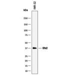 OTX2 Antibody in Western Blot (WB)