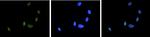 ASH2L Antibody in Immunocytochemistry (ICC/IF)