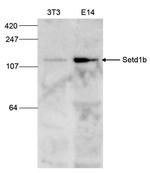 SETD1B Antibody in Western Blot (WB)