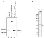 WDR61 Antibody in Western Blot (WB)