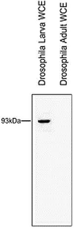 RTF1 Antibody in Western Blot (WB)