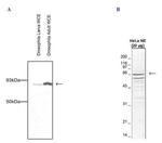 Cdc73 Antibody in Western Blot (WB)