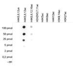 H4ac pan-acetyl (K5,K8,K12) Antibody