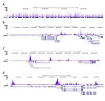 H4ac pan-acetyl (K5,K8,K12) Antibody in ChIP-Sequencing (ChIP-seq)