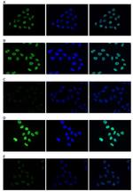 H4ac pan-acetyl (K5,K8,K12) Antibody in Immunocytochemistry (ICC/IF)