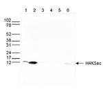 H4K5ac Antibody in Western Blot (WB)