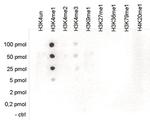 H3K4me1 Antibody