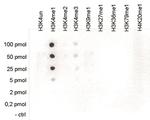 H3K4me1 Antibody in Peptide array (ARRAY)