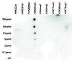 H4K20me3 Antibody