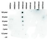 H4K20me3 Antibody in Peptide array (ARRAY)