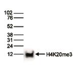 H4K20me3 Antibody in Western Blot (WB)