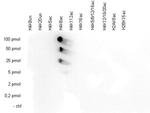 H4K8ac Antibody