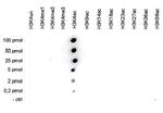 H3K4ac Antibody