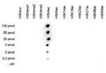 H3K4ac Antibody in Peptide array (ARRAY)