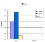 H3K4ac Antibody in ChIP Assay (ChIP)