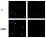 H3K4ac Antibody in Immunocytochemistry (ICC/IF)