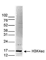 H3K4ac Antibody in Western Blot (WB)