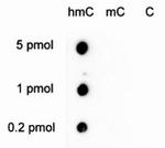 5-hydroxymethylcytosine Antibody in Peptide array (ARRAY)