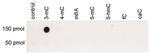 3-Methylcytosine Antibody