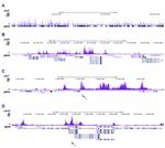 H2BK12ac Antibody in ChIP-Sequencing (ChIP-seq)