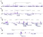 H3K56ac Antibody in ChIP-Sequencing (ChIP-seq)