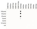 H2AK5ac Antibody