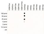 H2AK5ac Antibody in Peptide array (ARRAY)