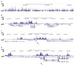 H2AK5ac Antibody in ChIP-Sequencing (ChIP-seq)