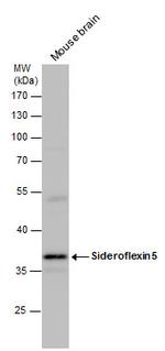 SFXN5 Antibody in Western Blot (WB)