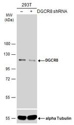 DGCR8 Antibody