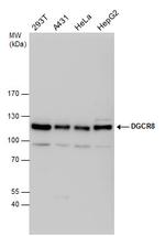 DGCR8 Antibody in Western Blot (WB)