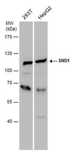 SND1 Antibody in Western Blot (WB)