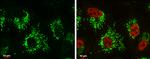 Glutaminase C (GAC) Antibody in Immunocytochemistry (ICC/IF)