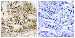 Phospho-Myb (Ser532) Antibody in Immunohistochemistry (Paraffin) (IHC (P))