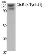 Phospho-Leptin Receptor (Tyr1141) Antibody in Western Blot (WB)