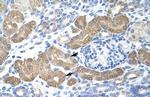 L3MBTL2 Antibody in Immunohistochemistry (Paraffin) (IHC (P))