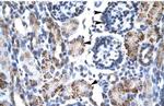 GFI1B Antibody in Immunohistochemistry (Paraffin) (IHC (P))