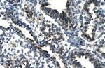 TSC22D4 Antibody in Immunohistochemistry (Paraffin) (IHC (P))