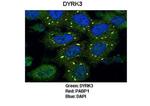 DYRK3 Antibody in Immunocytochemistry (ICC/IF)