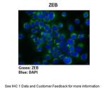 ZEB1 Antibody in Immunocytochemistry (ICC/IF)