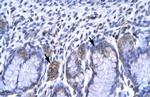 RBPJ Antibody in Immunohistochemistry (IHC)