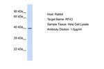 RFX3 Antibody in Western Blot (WB)