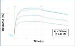 IRF9 Antibody in Surface plasmon resonance (SPR)