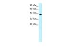 IRF9 Antibody in Western Blot (WB)